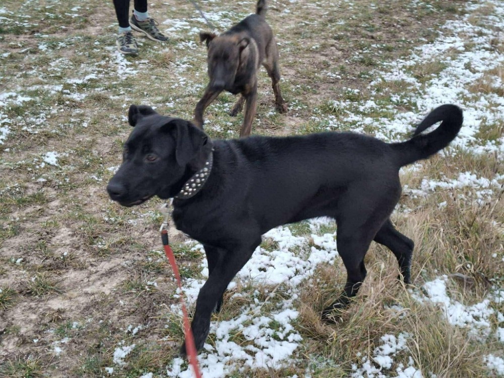 2 fenečky štěňátka - 9