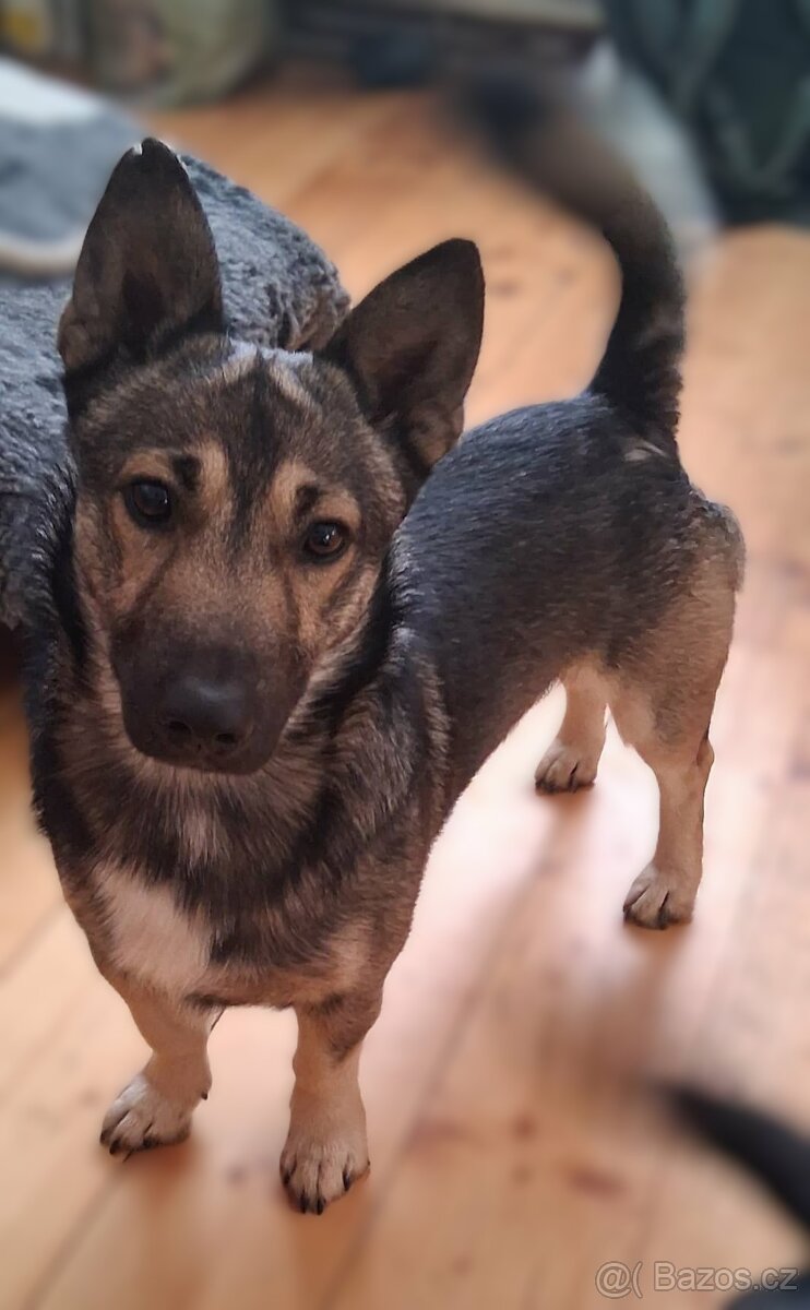 Štěňata s PP plemene MEDI - 9