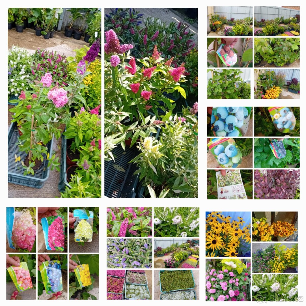 Nabízím osazení vaší zahrady - 9