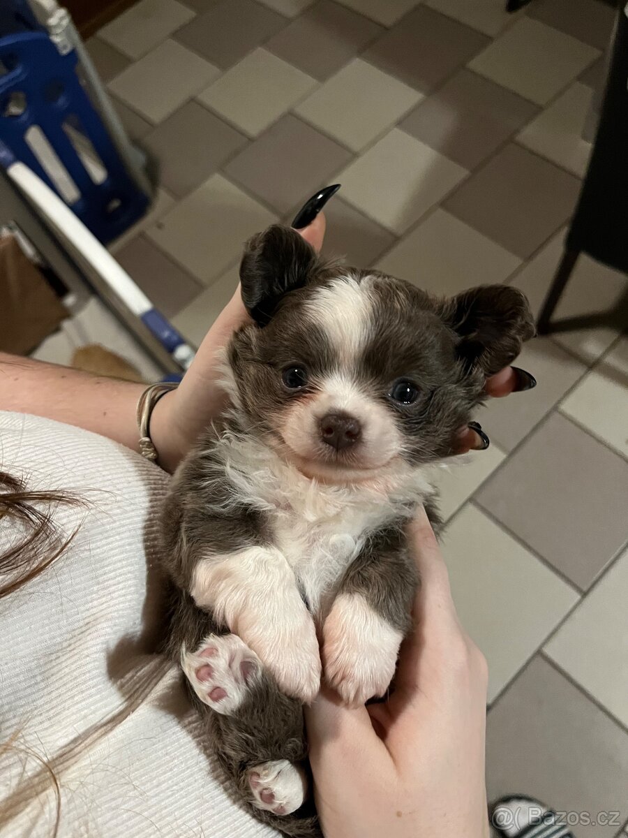 2x dlouhosrstý pejsek s PP FCI, čivava - 9