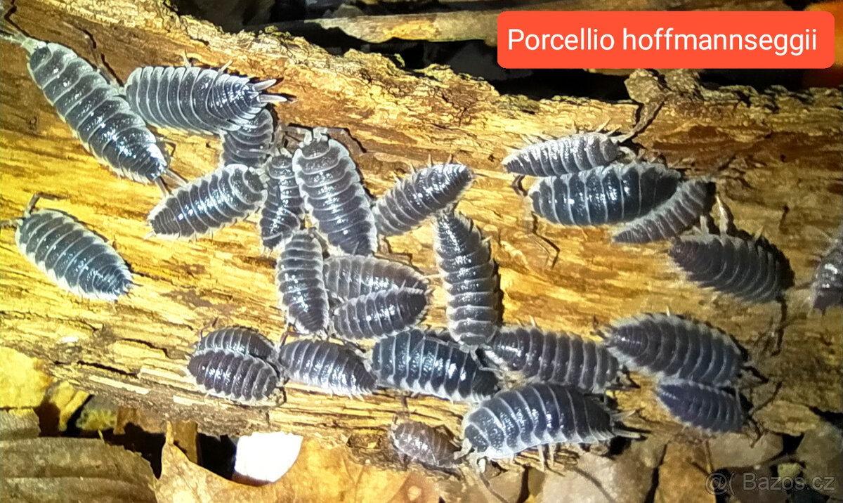 Isopody - nabídka - 9