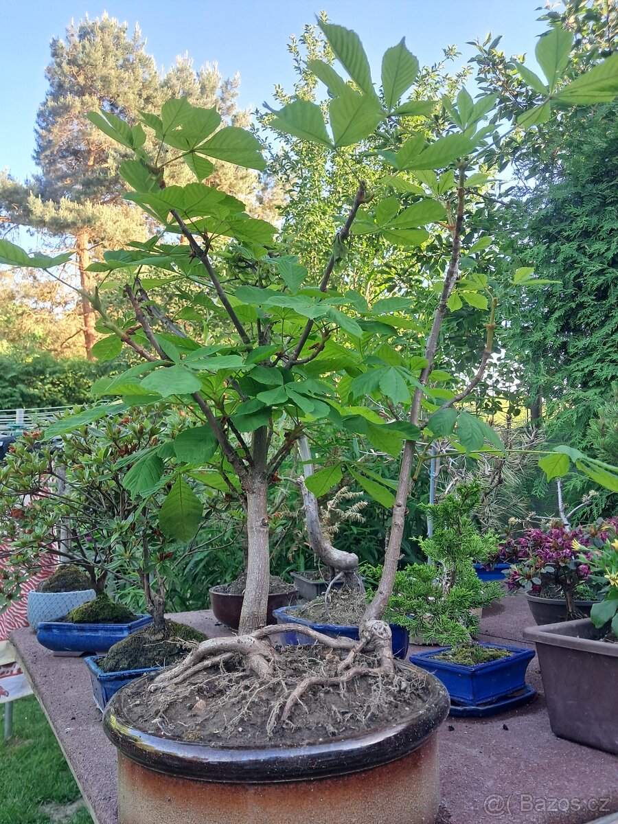 Bonsaj, bonsai - 9