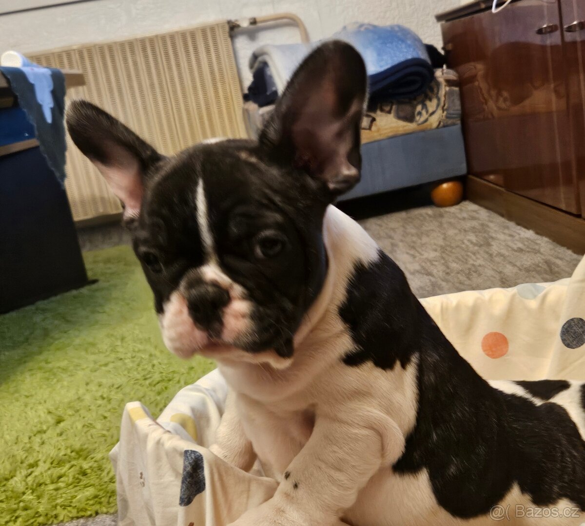 Francouzský buldoček - 9