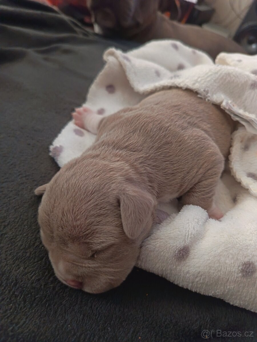 American Bully pocket - 9