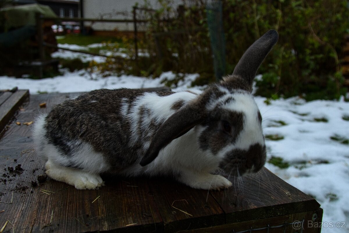 Zakrslý králík - 9