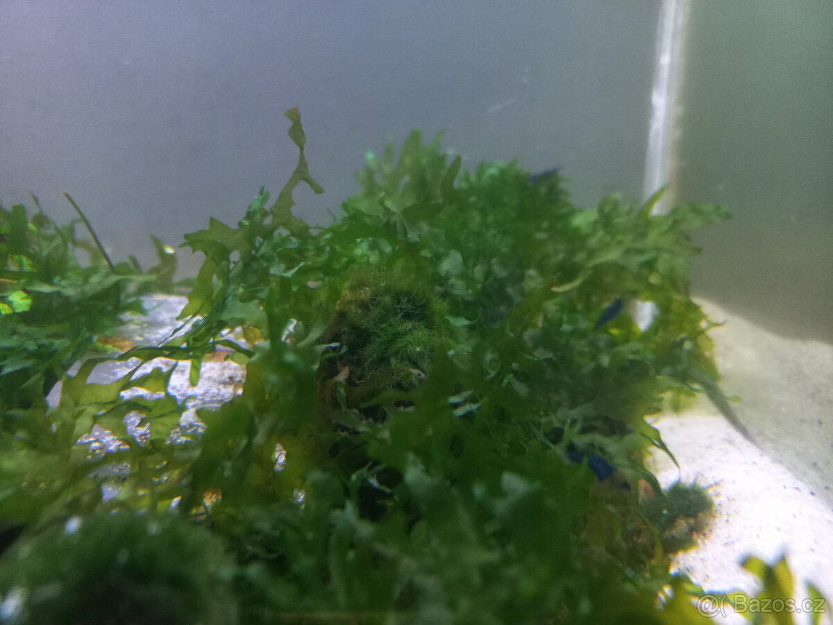 Akvarijní rostliny - 9