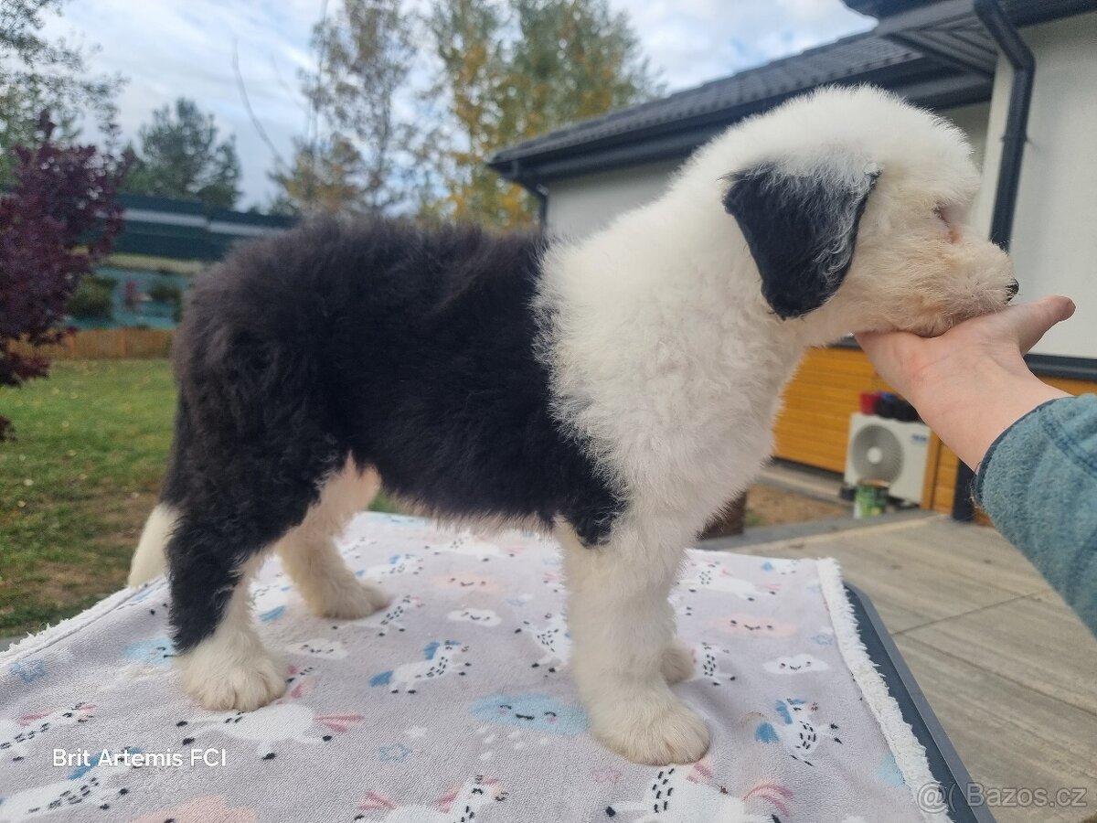 Staroanglický ovčák bobtail - 2 kluci k dispozici - 9
