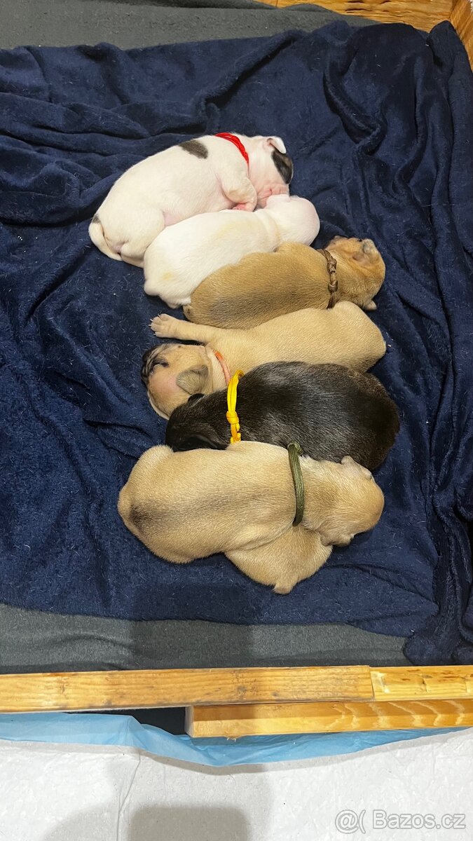 Štěňata francouzský buldoček - 9
