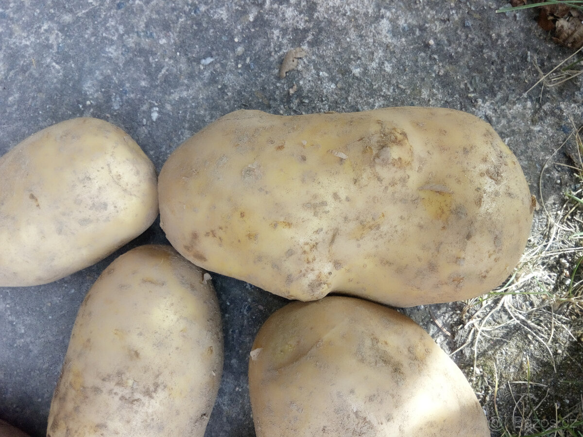 Brambory konzumní, krmné i sadbové – doprodej - 9