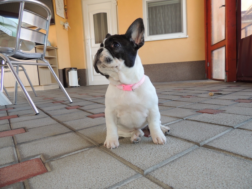 Francouzský buldoček S PP. - 9