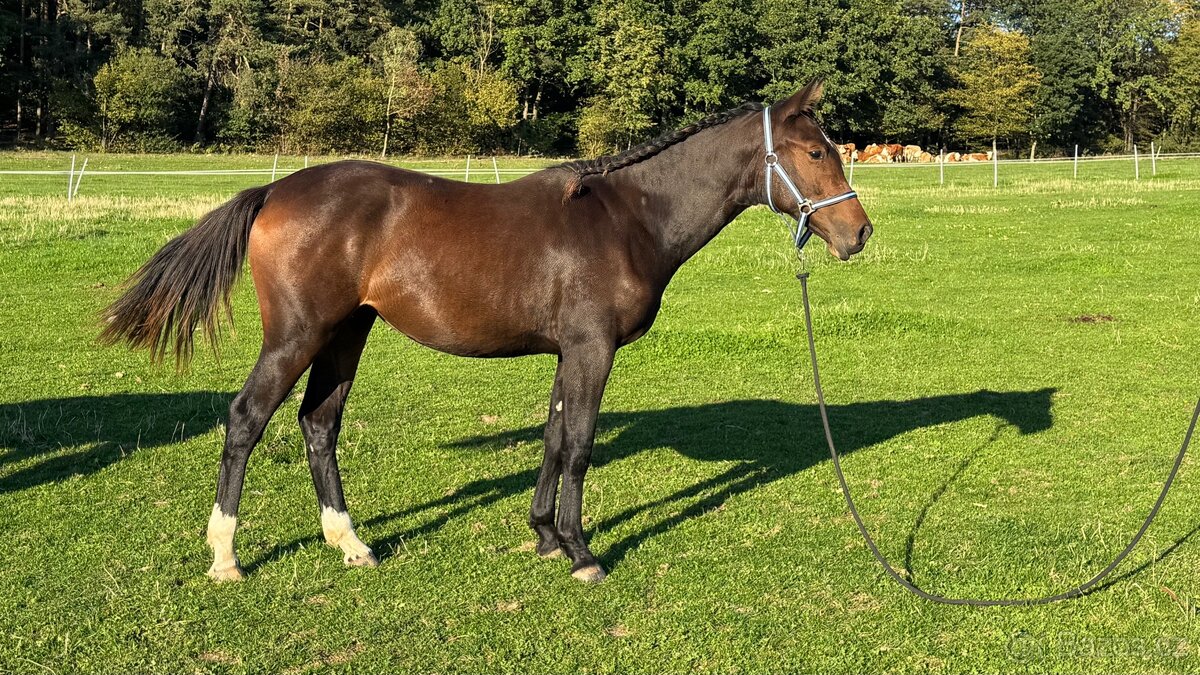 Kobylka ČT 1,5roku - 9