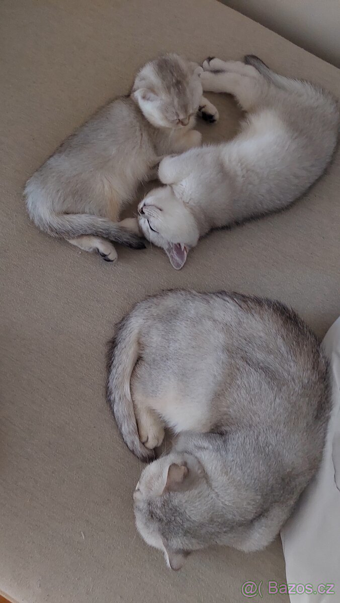 Skotské koťata bez PP - 9