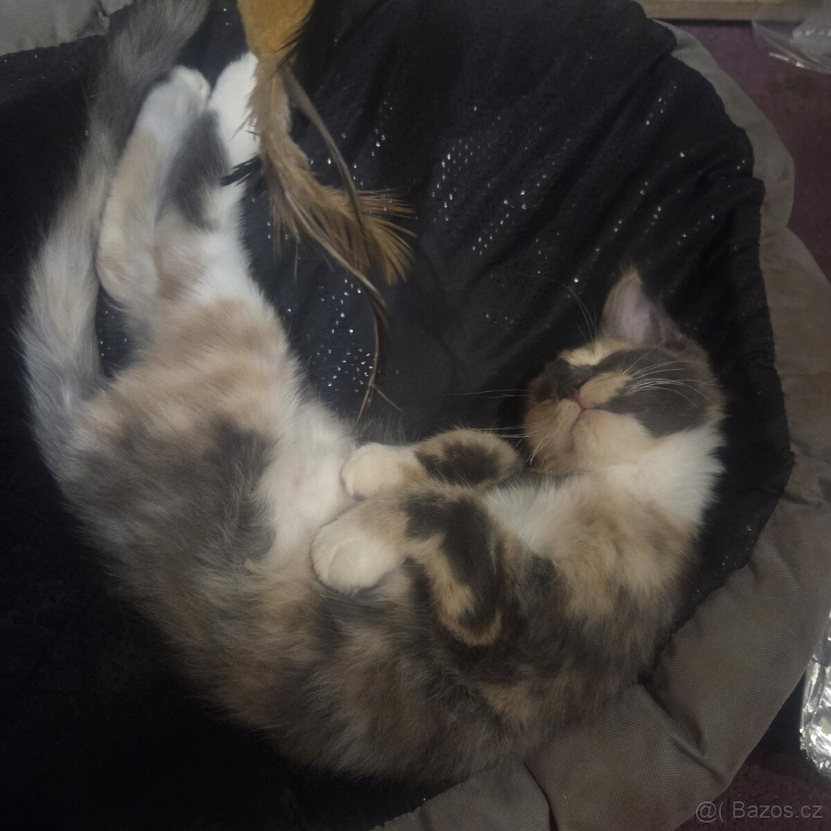 Mainská mývalí kočka - 9