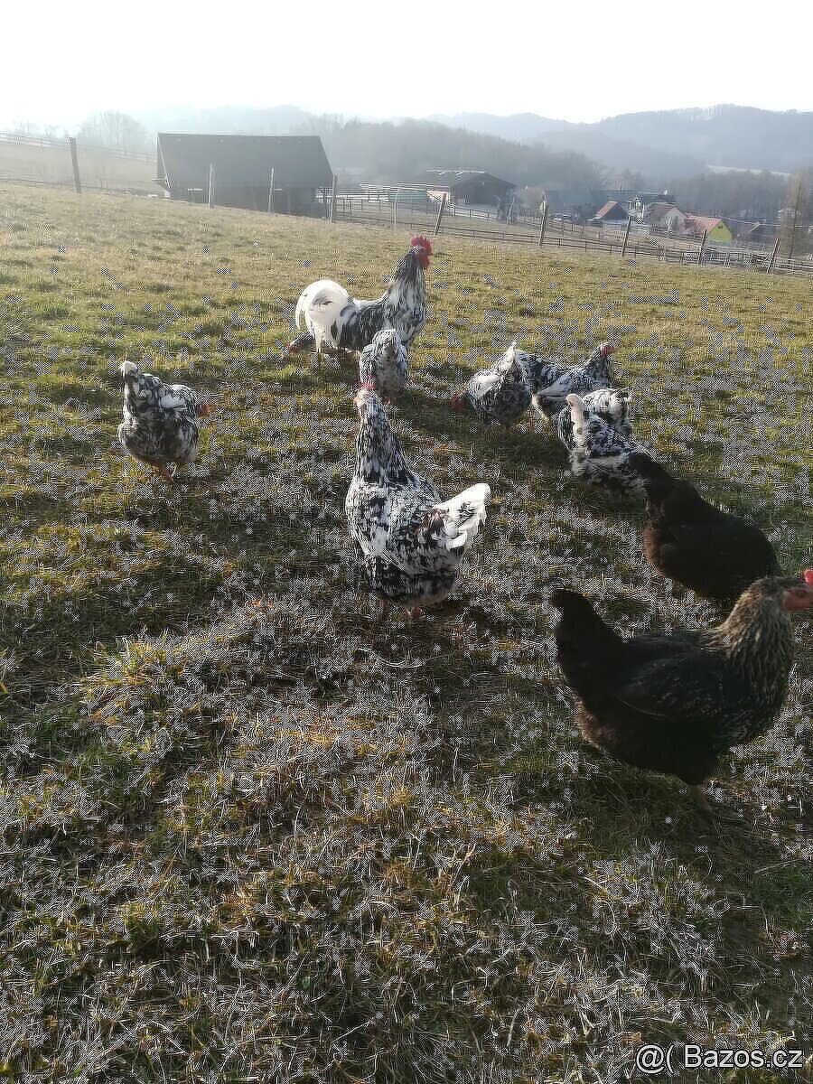VLASKA EXCHEQUER letošní kohoutci - 9