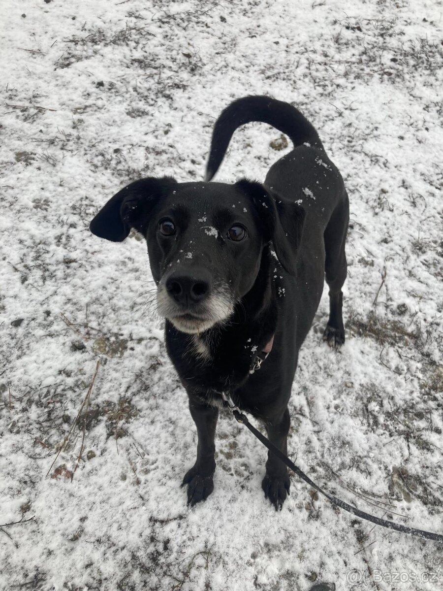 Bobík, kříženec hledá domov - 9