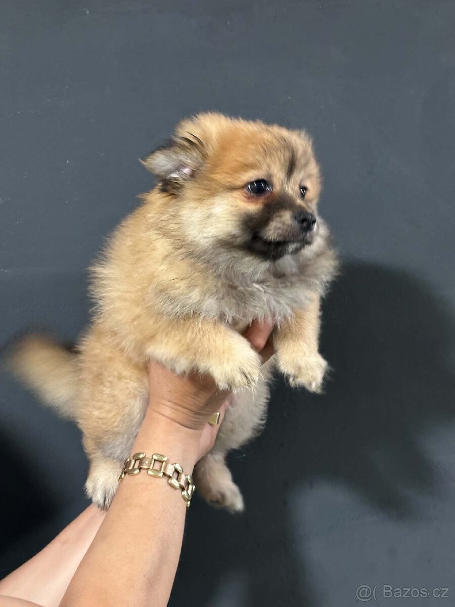 Pomeranian, Pomerian - 9