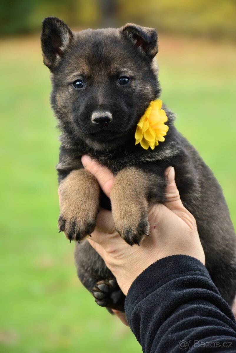 Německý ovčák s PP - 9