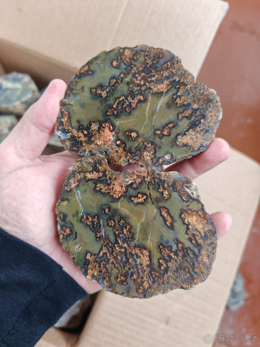 Acháty řezy Timor - 9