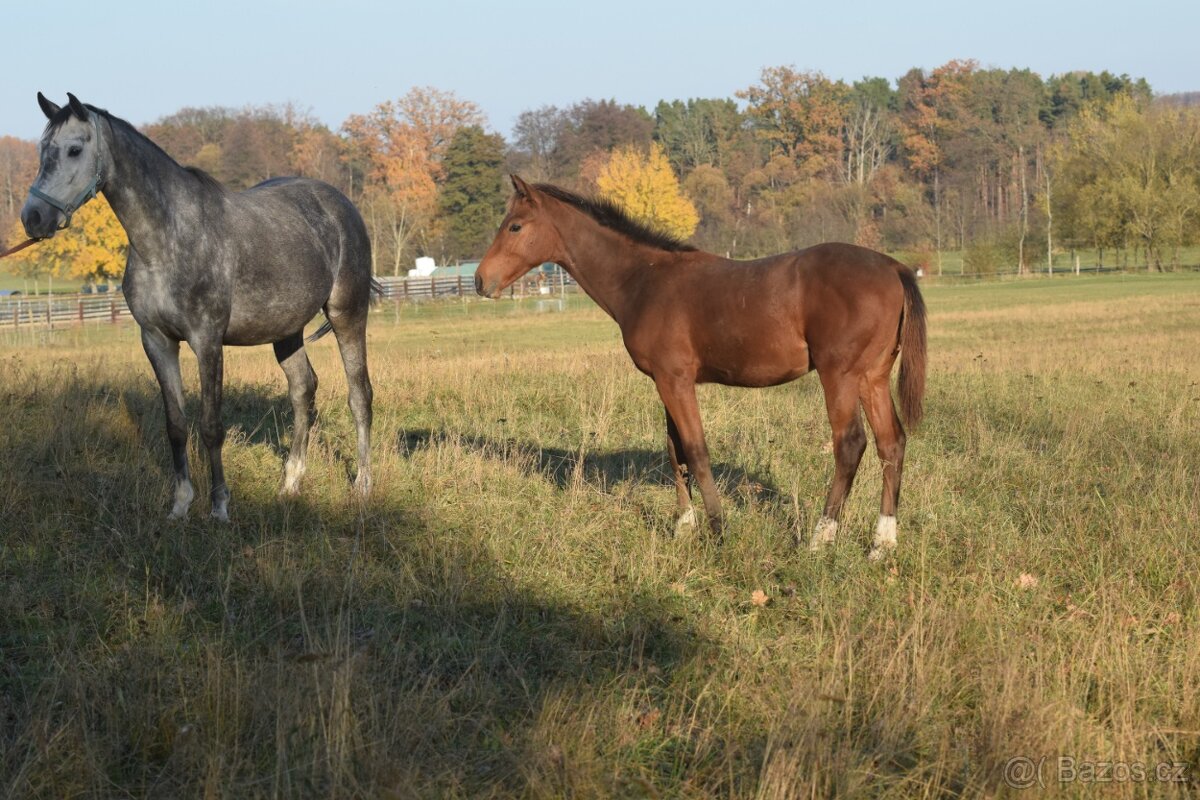 Tiebreak - letošní hřebeček - 9
