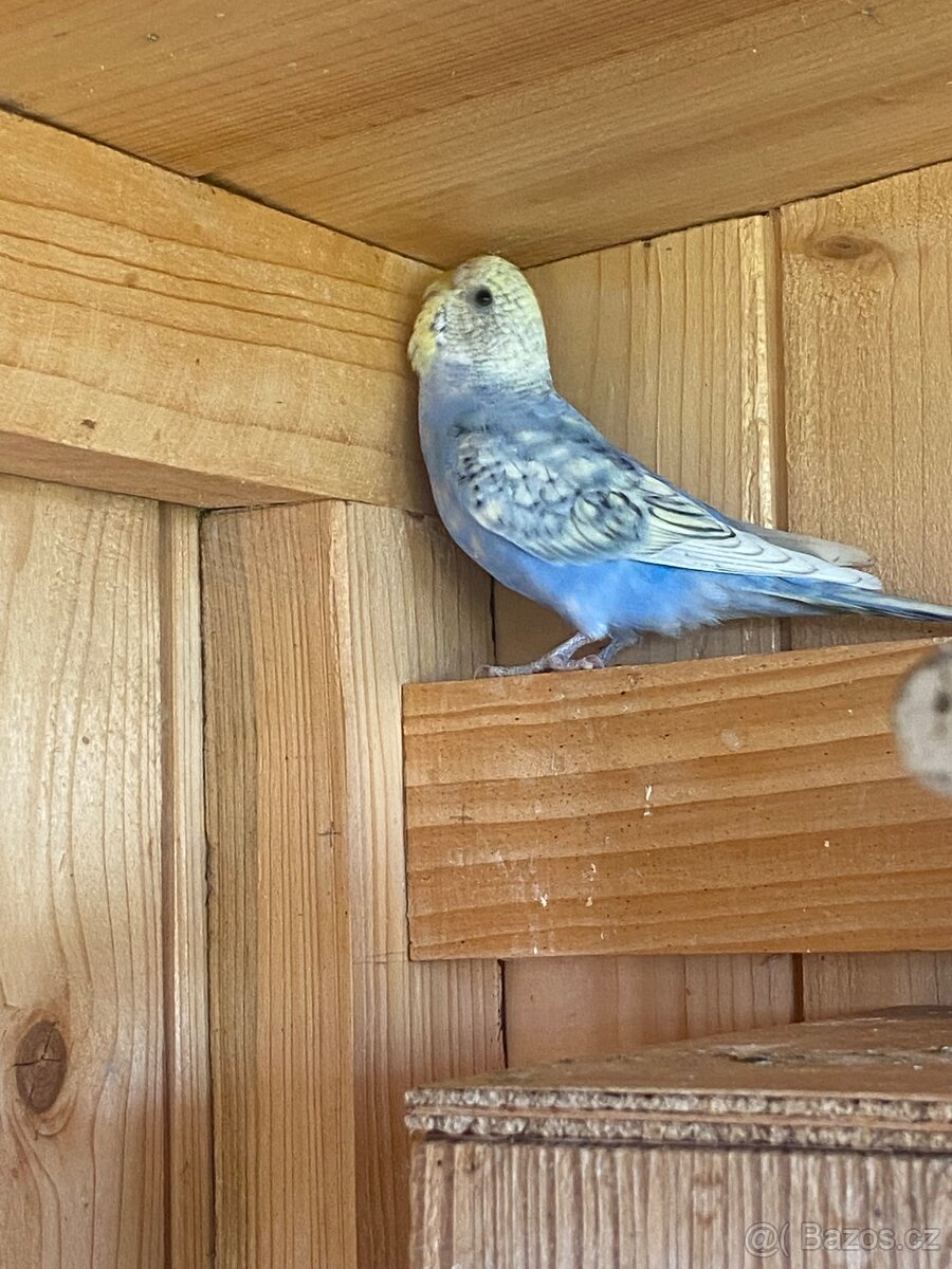 Prodám mladé andulky - 9