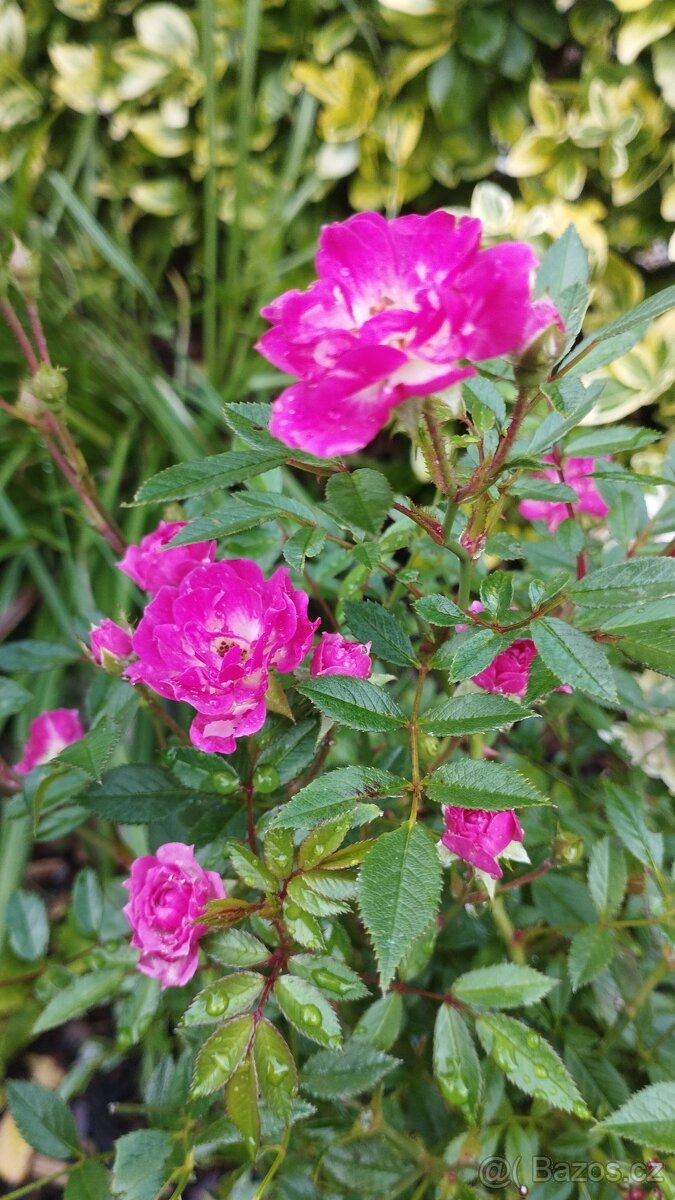 Trvalky, bylinky odběr na jaře - 9