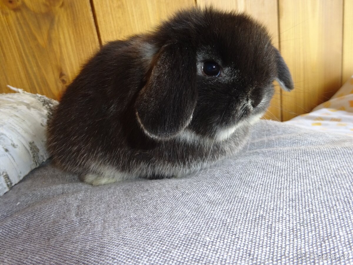 Minilop - sameček - 9