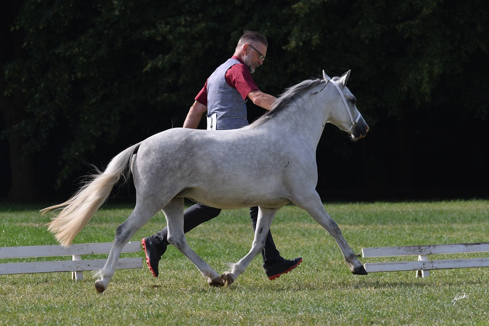 Welsh mountain pony, sekce A - 9