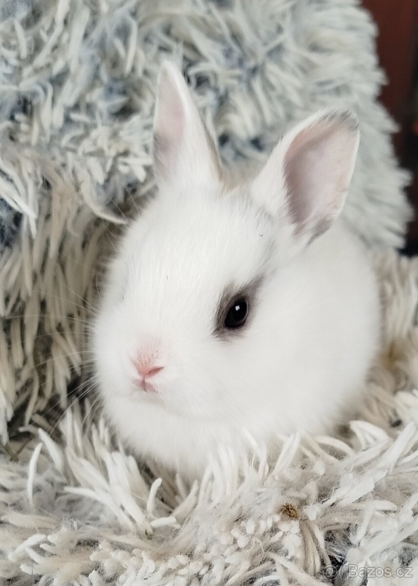 Zakrslý králík - 9