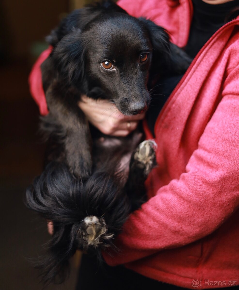 Štěňata křížence k odběru ihned - 9