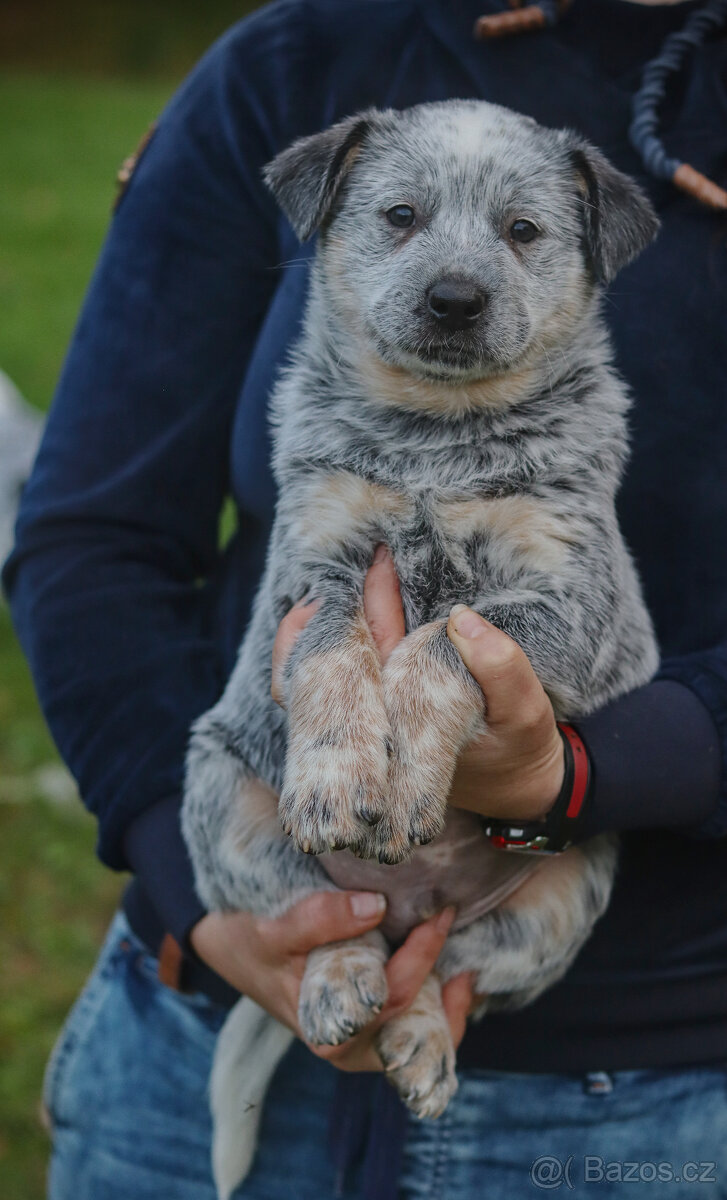 Australský honácký pes, rezervace štěňat s PP, volní kluci - 9