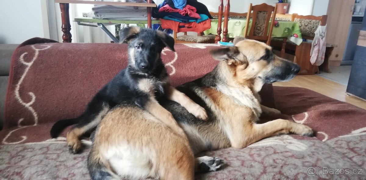 Nemecky ovčák typu Rex(štěňata) - 9