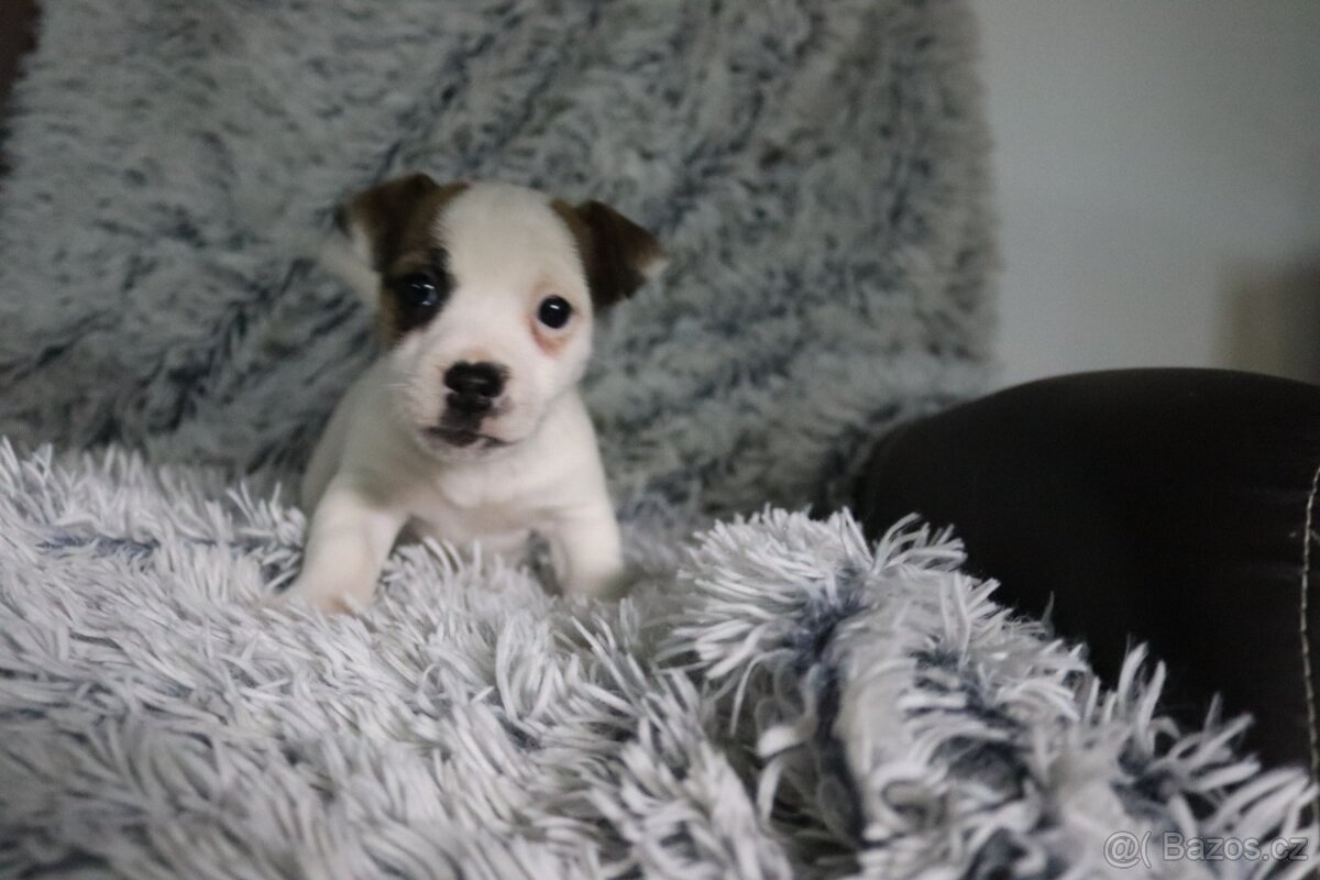 Jack Russell teriér - 9