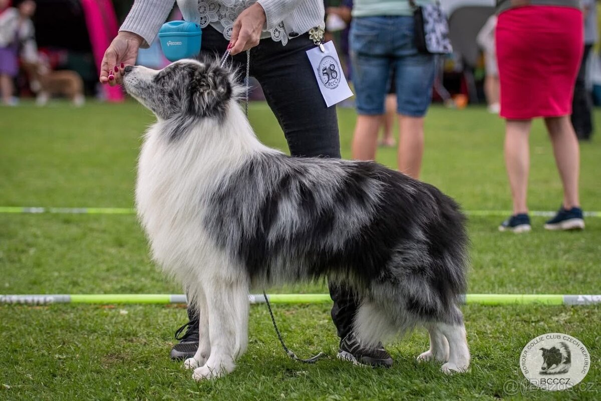 Border kolie s PP štěňátka - 9