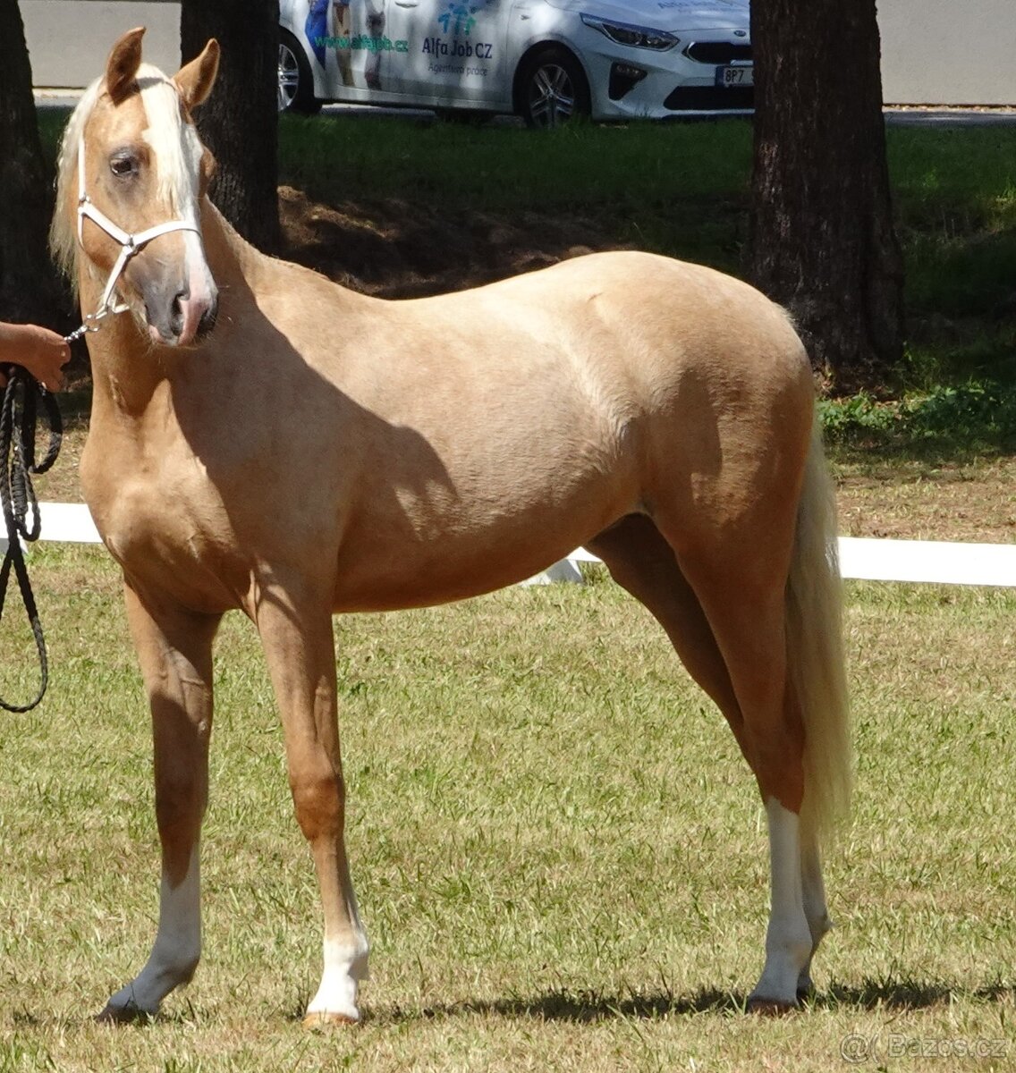 Prodám klisnu welsh pony, sekce B. - 9