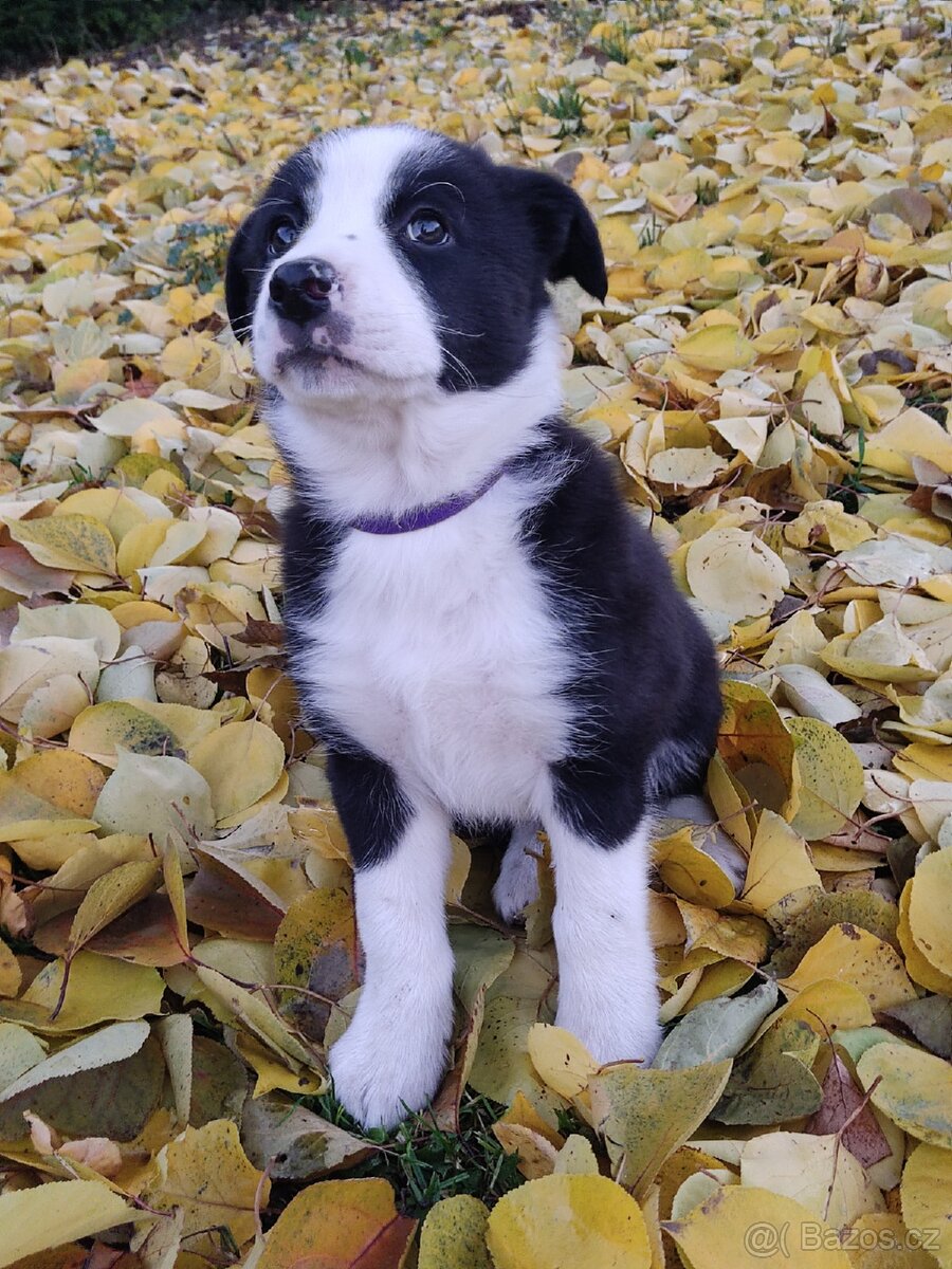 Border kolie již k odběru - 9