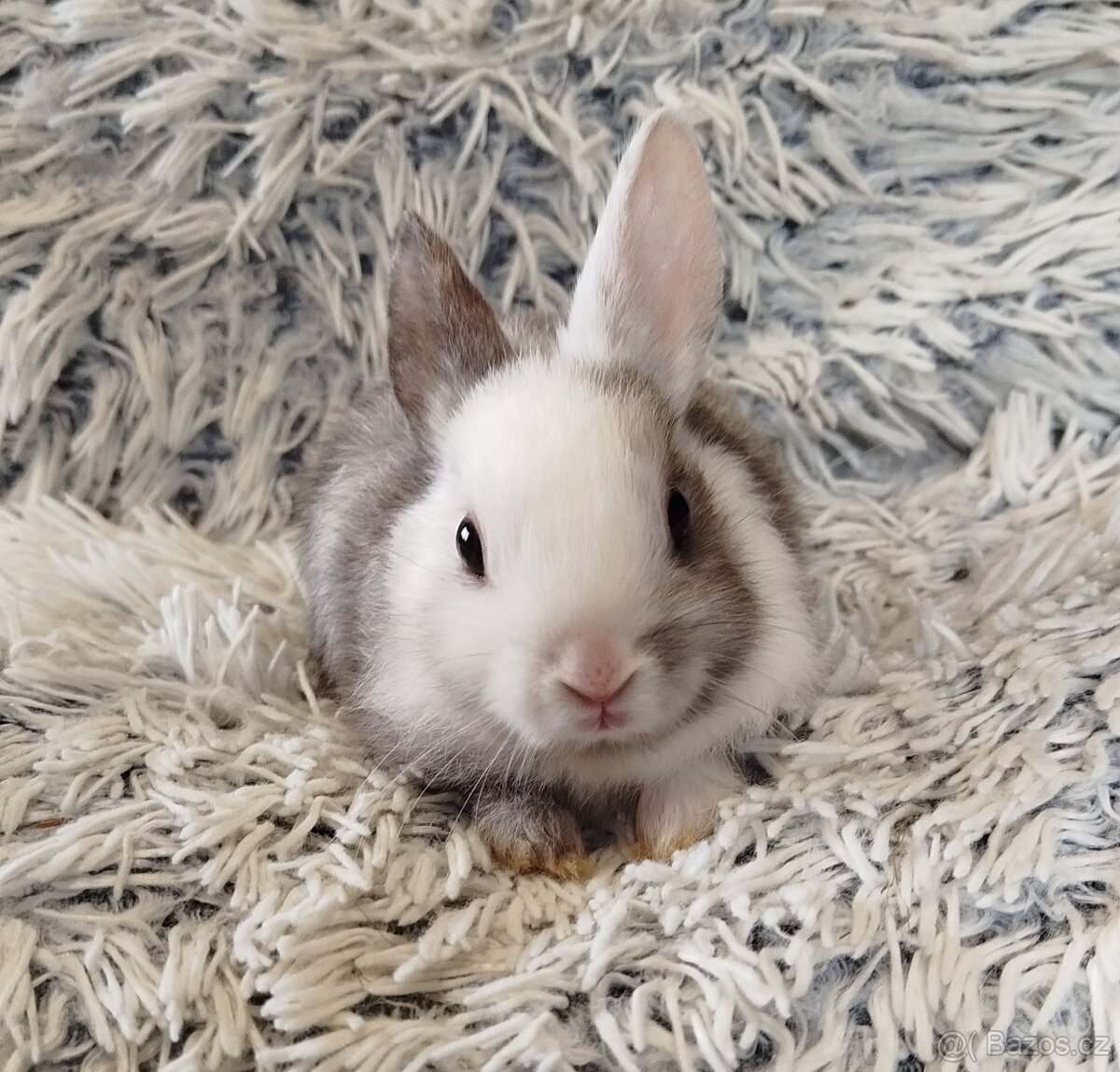 Zakrslý krátkouchý - 9