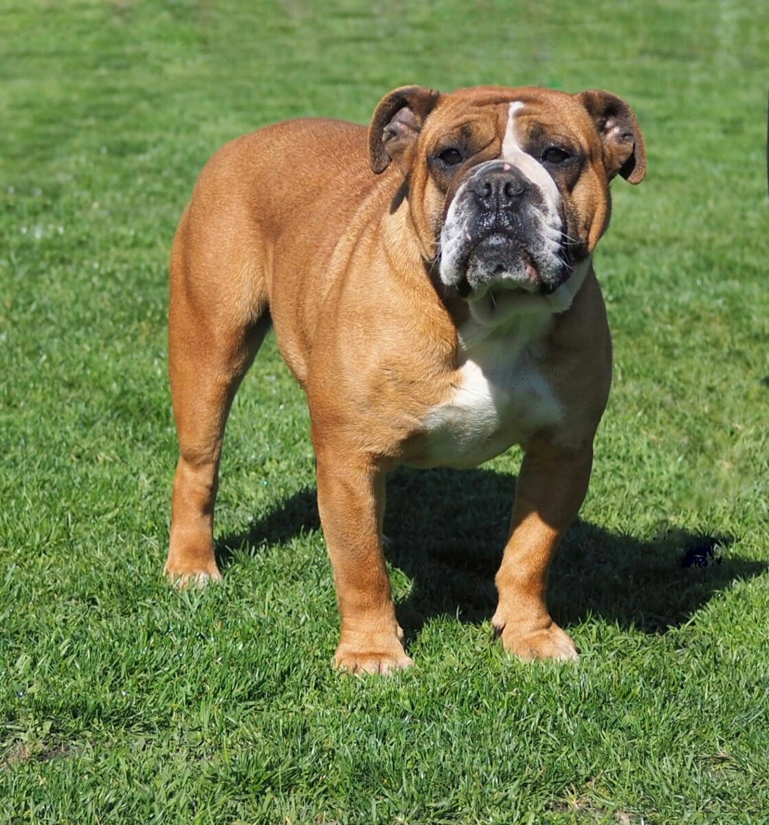 Kontinentální buldok s PP - 9