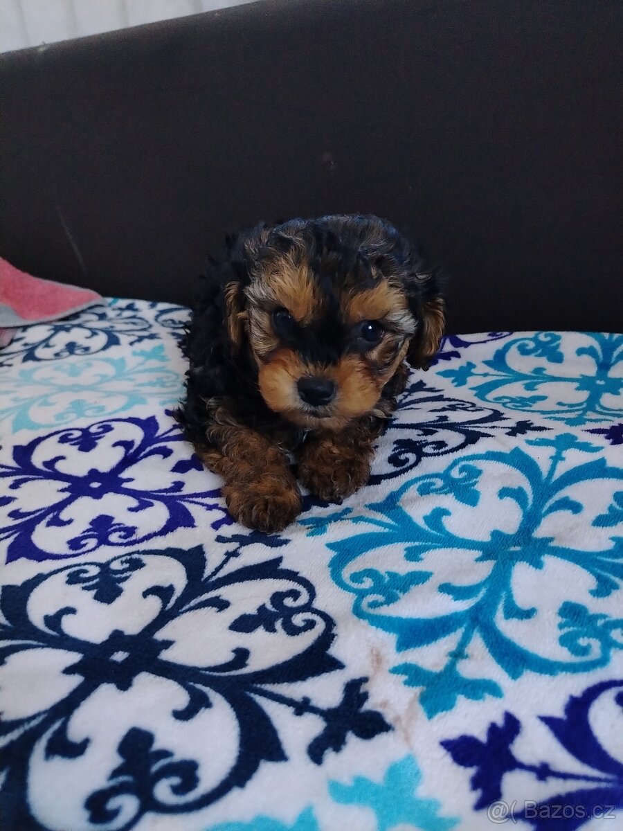 Trpasličí pudl - 9