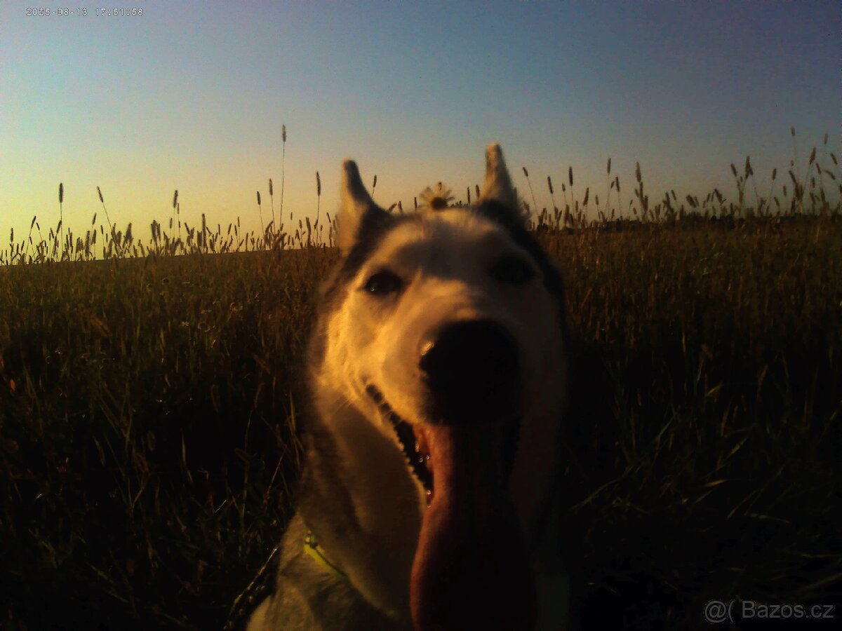 Sibiřský husky kira (čistokrevná, očkovaná, čipována) - 9