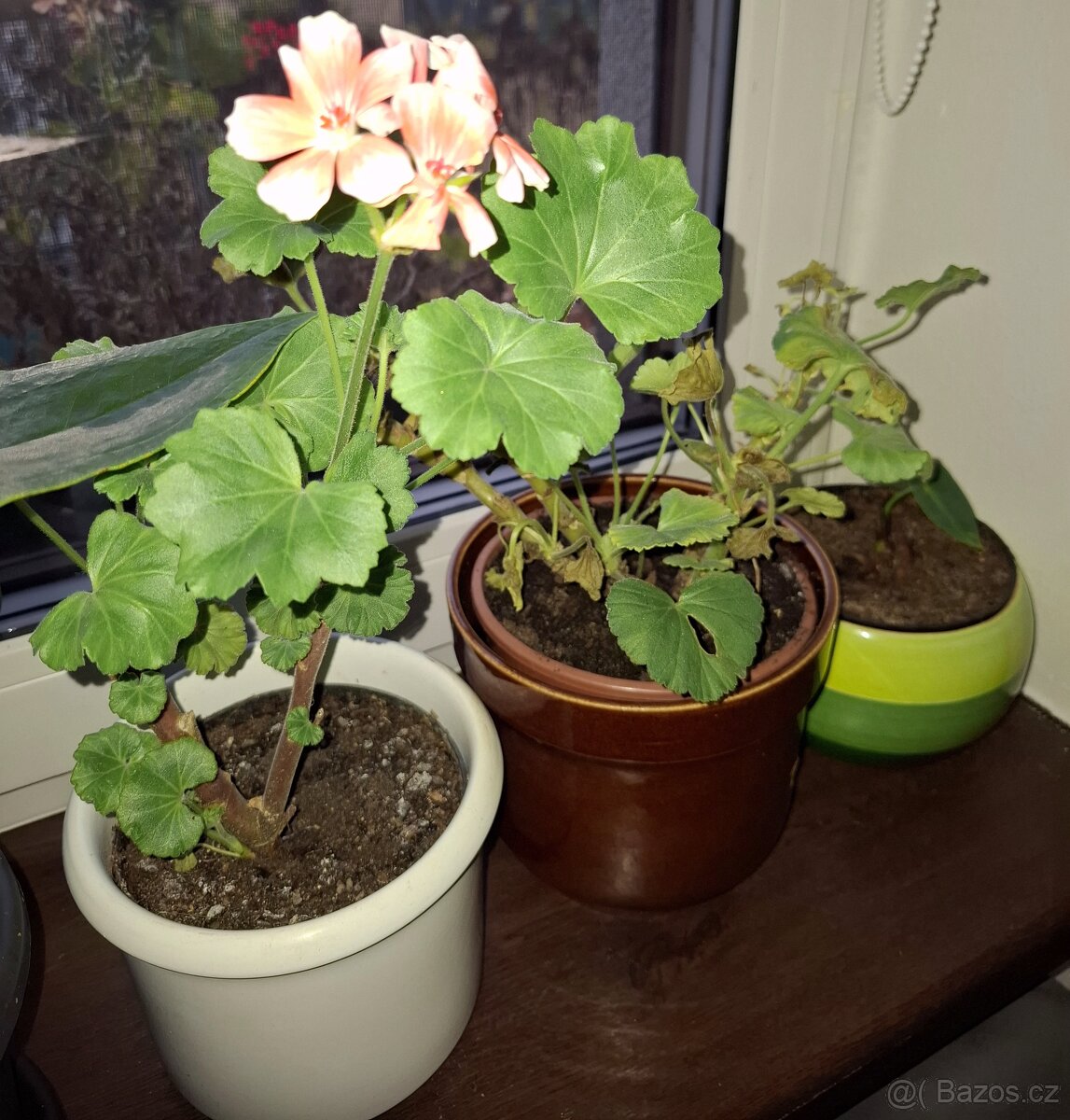 Anturie červená a jiné - 9