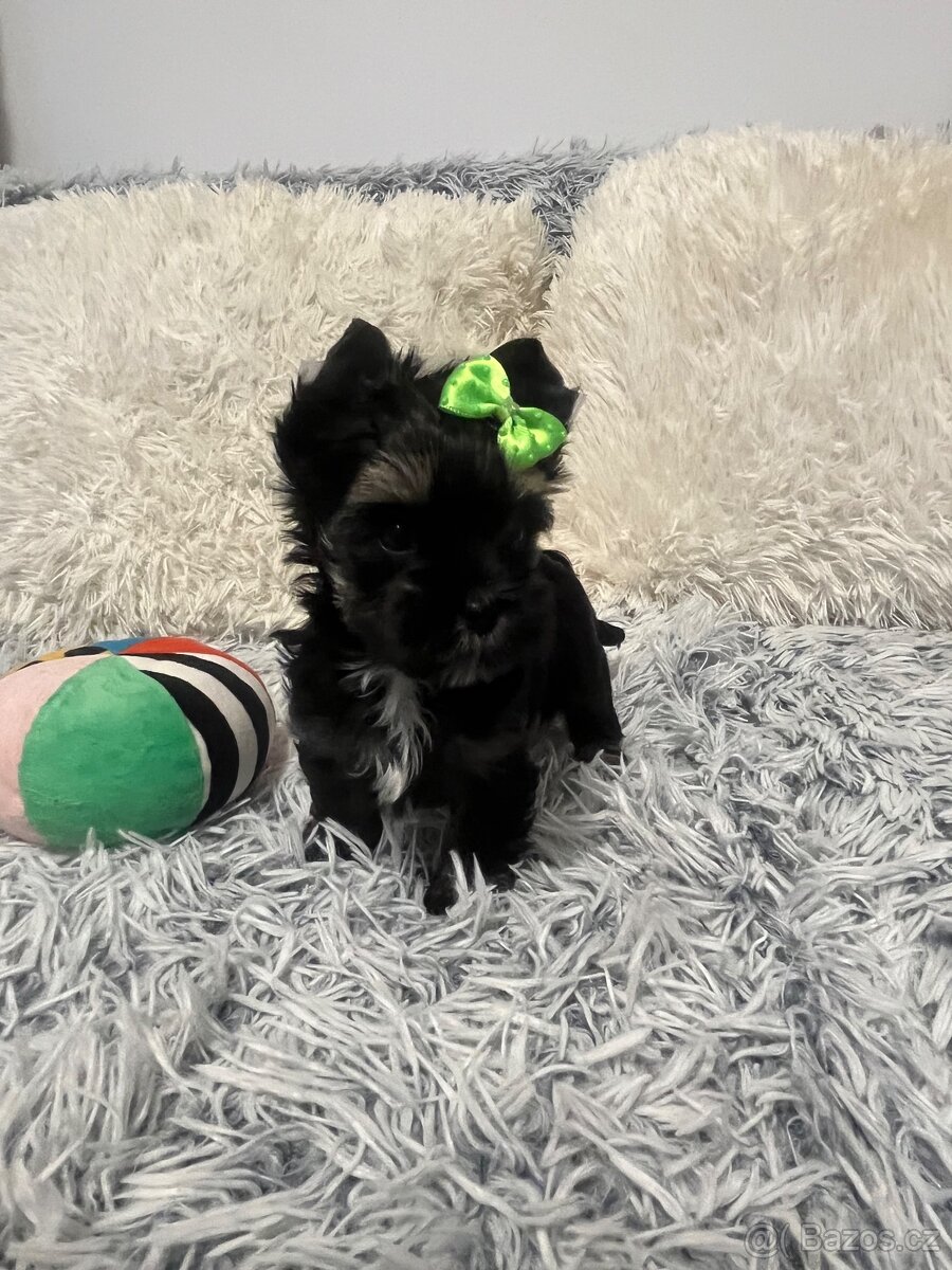 Jorkširský teriér s PP - 9