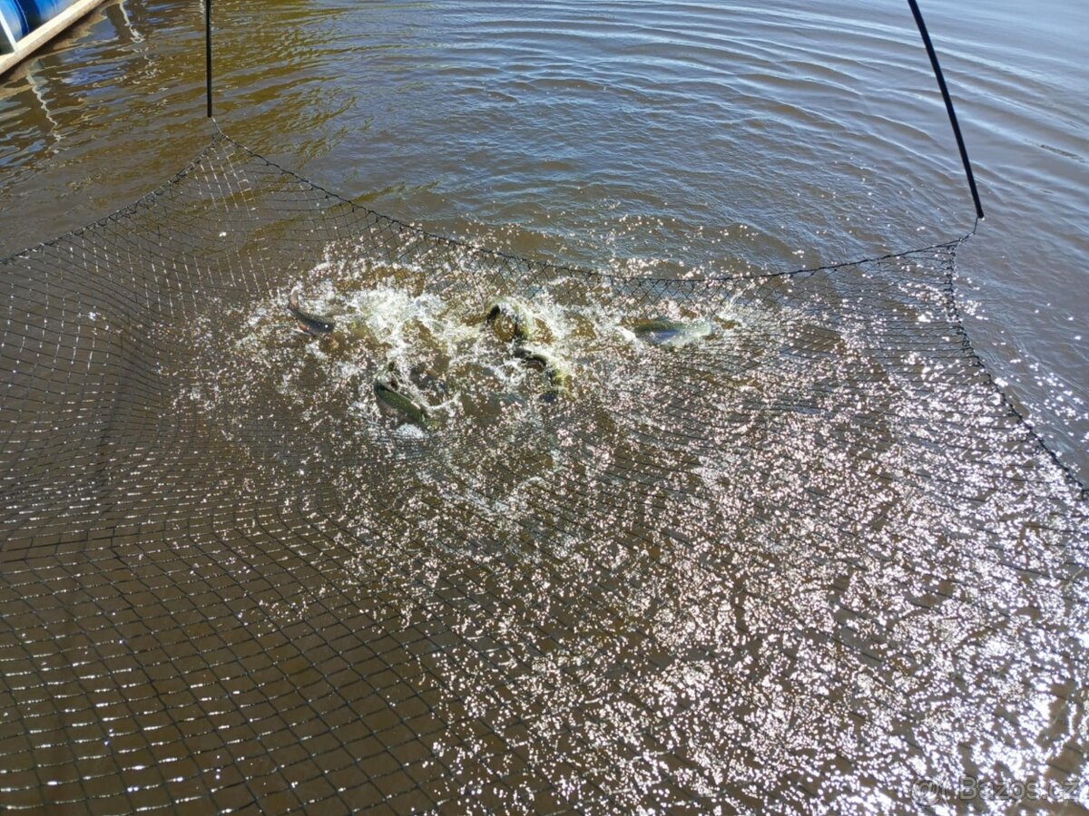 Živé ryby – tržní i okrasné | Volary (okr. Prachatice) - 9