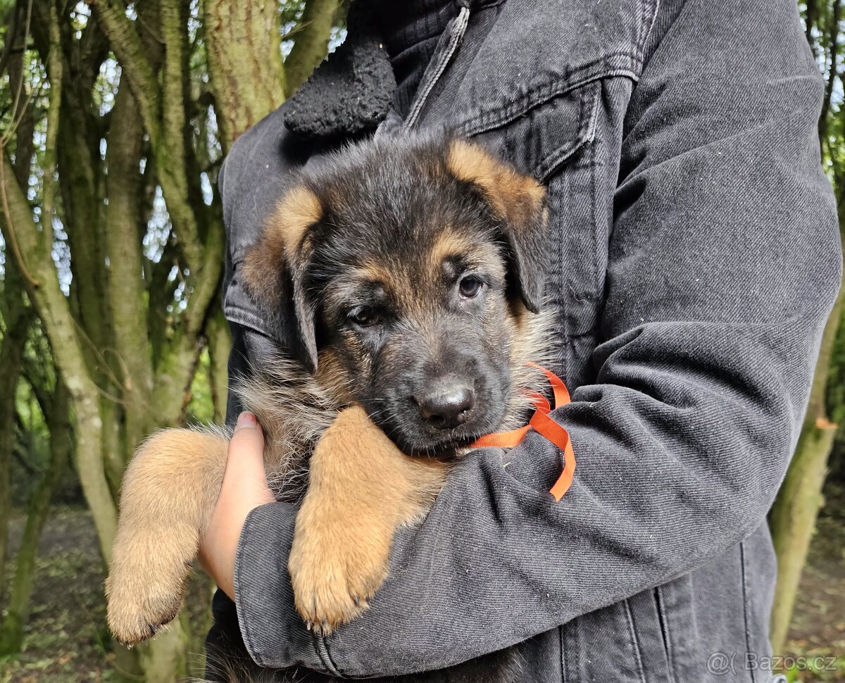 Německý ovčák - štěňata k prodeji s PP - 9