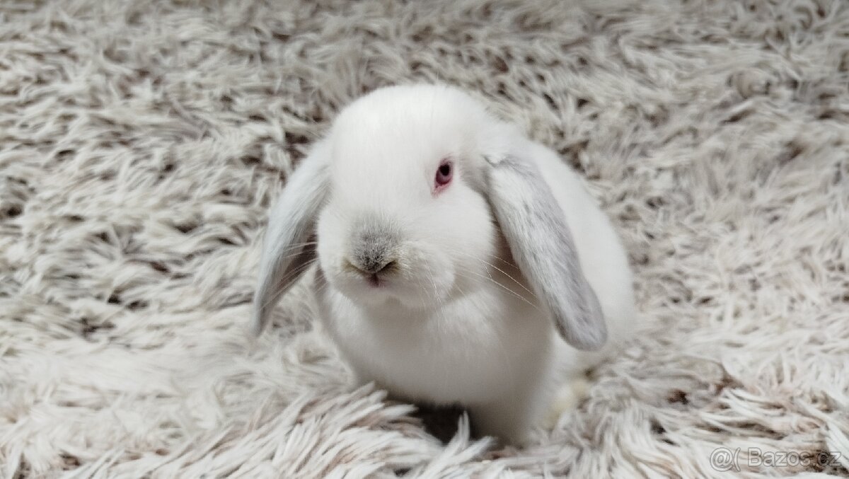 Zakrslý beránek, králíček, králík - MOLLY - 9