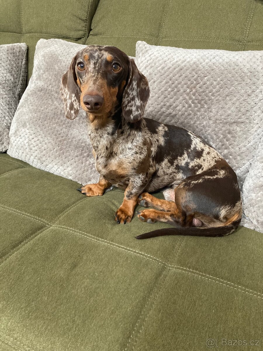 Jezevčík trpasličí krátkosrstý - 9