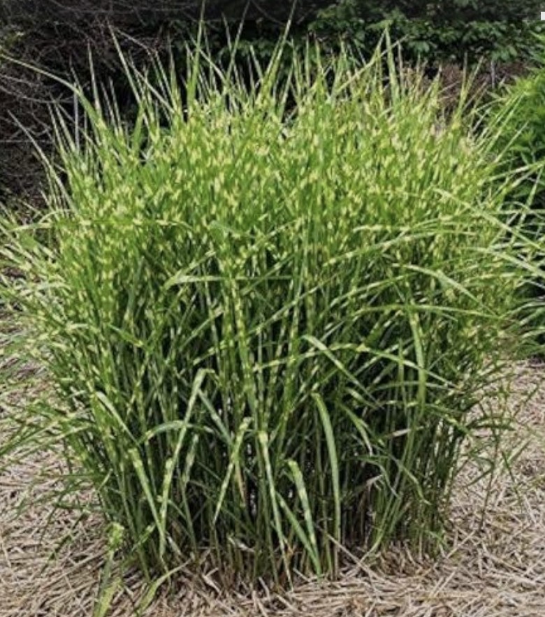 Okrasné trávy - 9