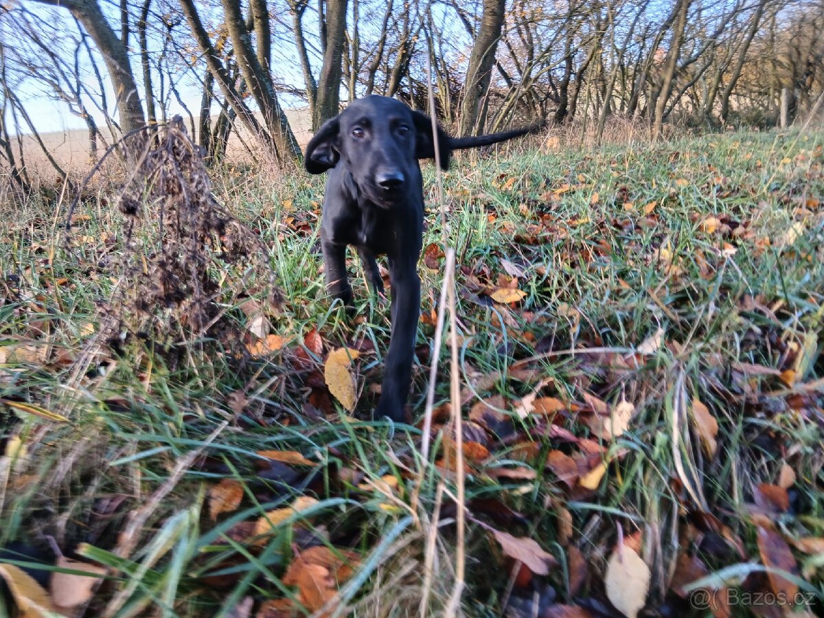 ŠTĚŇÁTKO, ŠTĚŇÁTKA, ŠTĚŇATA, ŠTĚŇE K ODBĚRU - 9