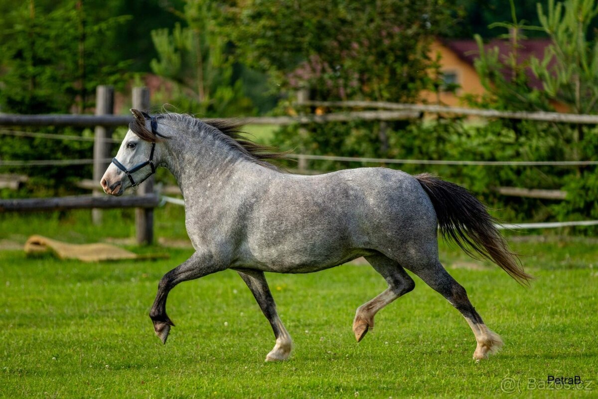 5-letá welsh mountain pony klisna - 9