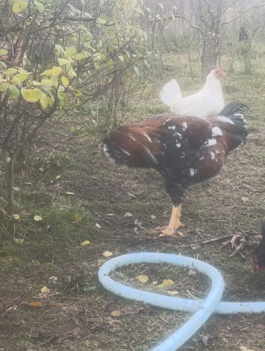 Prodám kohouta Orlovky - 9