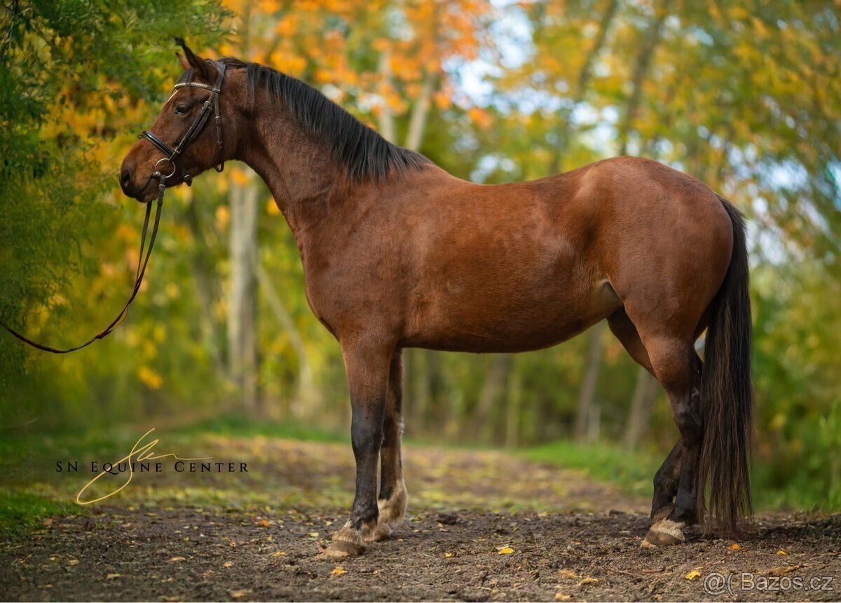 Klisna Welsh Cob 6 let - 9